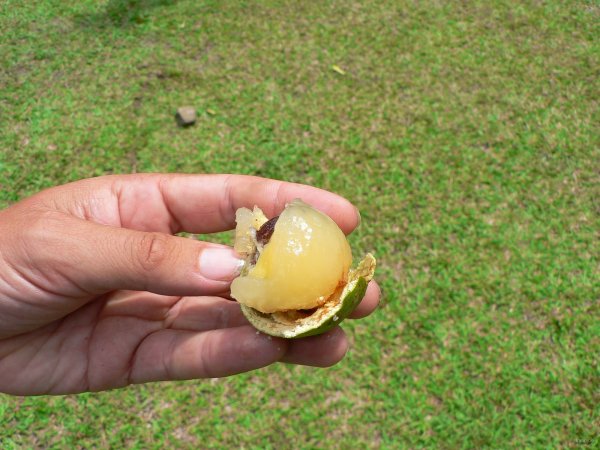 65- Le fruit puumanini 